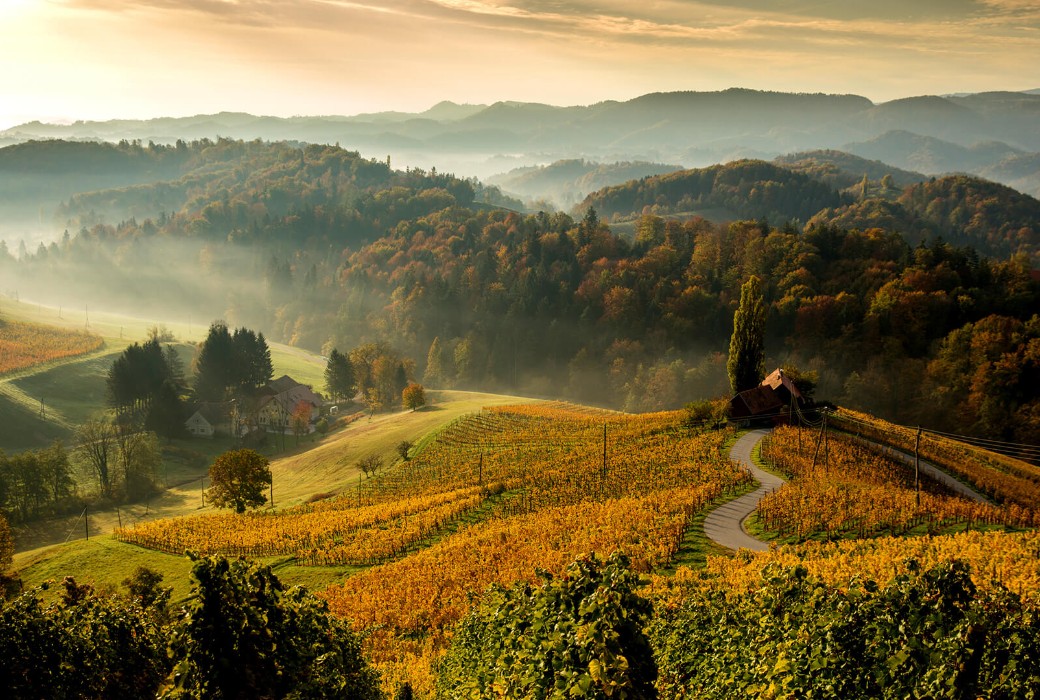 Blick auf eine hügelige Landschaft mit gold-gelber Herbststimmung