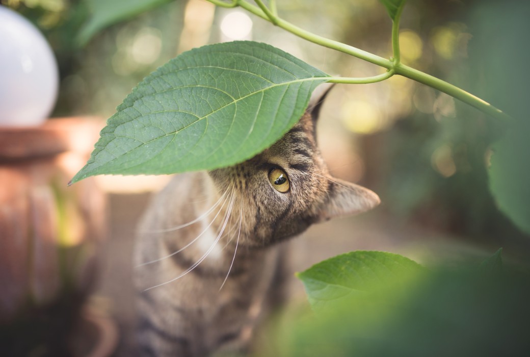 Eine grau-gestreifte Katze versteckt sich hinter einem grünen Blatt